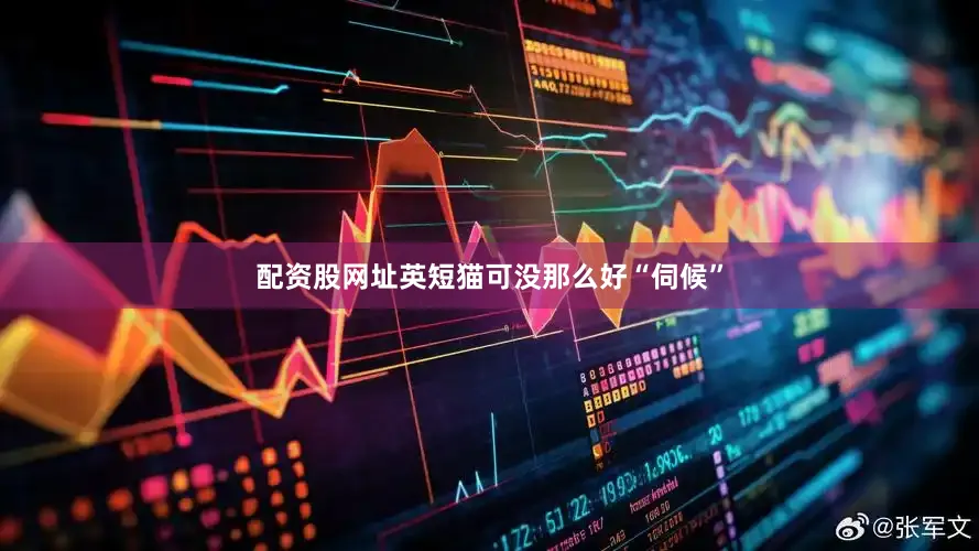 配资股网址英短猫可没那么好“伺候”