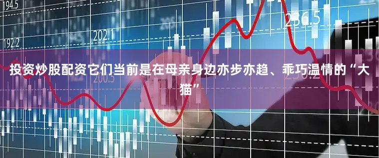 投资炒股配资它们当前是在母亲身边亦步亦趋、乖巧温情的“大猫”